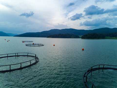 Breeding of freshwater fish in lake with round nets. Rhodope mountains, Europe