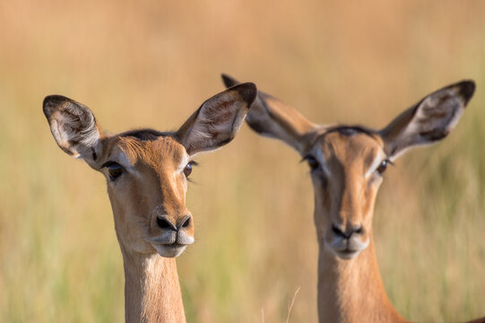 Different type of Gazelle species
