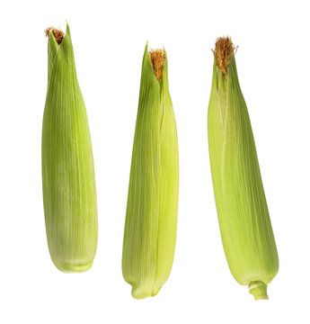 corn ear with leaves isolated on white. the entire image in sharpness.