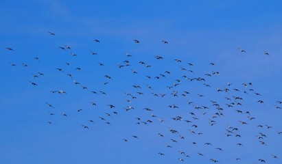 flock of birds