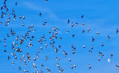 flock of birds