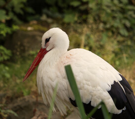 european stork close up near colorful