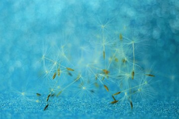 Fototapeta na wymiar Fluffy dandelion flower seeds on blue shiny tabble