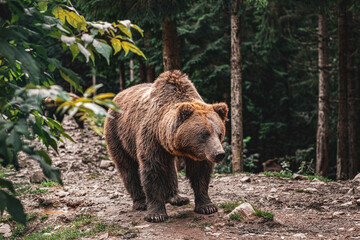 Brown beautiful bear in the forest.  Nature view