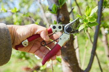 Gardening work on pruning plants. Pruner in hand