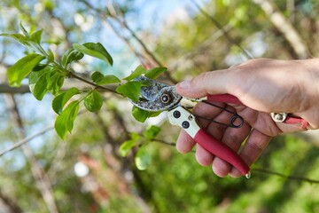 Gardening work on pruning plants. Pruner in hand