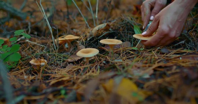 Woman's hand cuts an edible mushroom, a talker. Glade in the forest with edible mushrooms, camelina mushrooms, chanterelles, talkers. Picking mushrooms in the autumn forest. 4k, ProRes