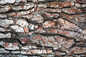 brown tree bark close up abstract
