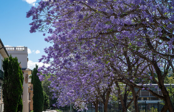 Jacaranda blossom on sidewalk in Sydney Australia