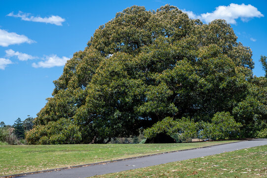 big tree under blue sky in a sunny day