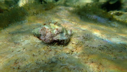 Mediterranean rocky shore hermit crab (Clibanarius erythropus) in the seashell of sea snail banded dye-murex (Hexaplex trunculus) undersea, Aegean Sea, Greece, Thasos island