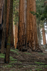 Giant Sequoia Trees Perched On Hill Side In Sequoia