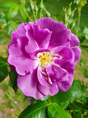 Gallic rose also rose of Provins (in german Essig-Rose also Gallica-Rose) Rosa gallica