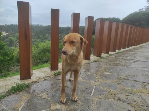 dog in the park