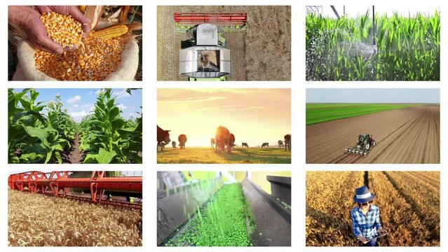 Agriculture - food production, harvest wheat, corn grain, soybean, irrigation, peas, green beans, tractor working, apple, onion, tobacco, cherry, farm animal, cow, sheep, chicken. Montage split screen