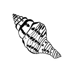 Ocean and Sea, Botanica illustration. Black ink, line, doodle style. 