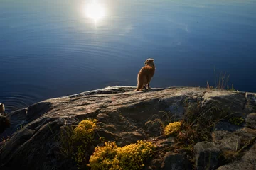 Foto auf Alu-Dibond dog on the stone seashore at sunset. Nova Scotia duck tolling retriever in a unique landscape © annaav