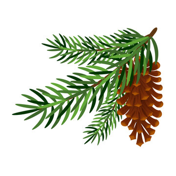 Branch of pine or fir with fir cone on white background. Winter decor, elements of New Year's design. Vector illustration.
