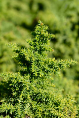 Japanese cedar Twinkle Toes branches