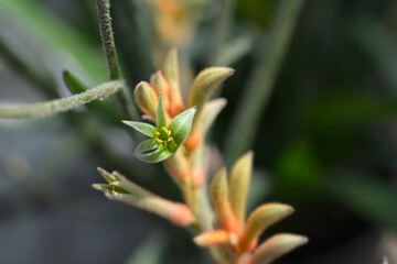 Kangaroo Paw flowers