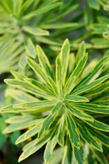 Spurge Ascot Rainbow leaves 