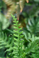 Common polyoidy green leaf