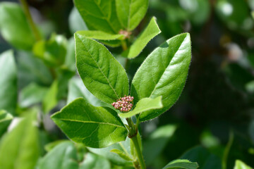 Obraz premium Laurustinus Gwenllian flower buds