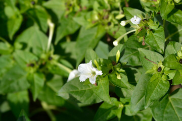Marvel of Peru white flowers and black seeds