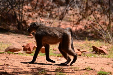 African baboon monkey ape wild red sand and stones