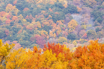 Obraz premium autumn colors in the forest