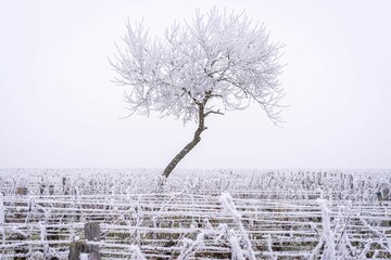 Frozen vineyards in burgundy