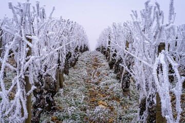 Frozen vineyards in burgundy
