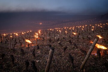 Frost in Burgundy with candles in vineyards