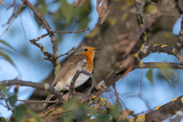 European Robin perched on a tree branch