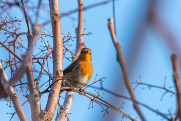 European Robin perched on a tree branch