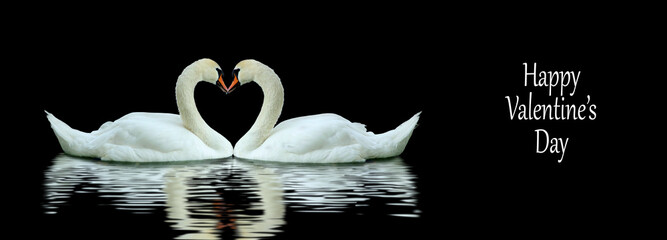 White swans to each other. Neck bend in the shape of a heart
