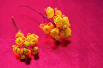 Fresh branches of barberry with yellow flowers on red table