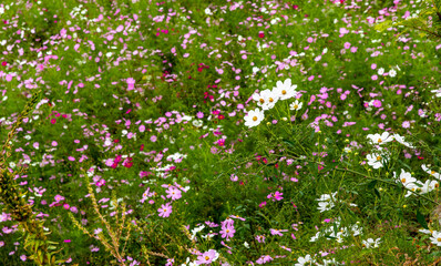 flowers in the field