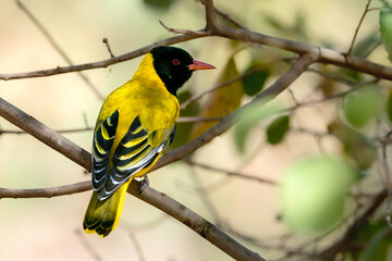 Black-Hooded Oriole (Oriolus Xanthornus)