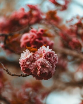 Vertical closeup of beautiful blossoming Kwanzan cherry tree with lush pink flowers