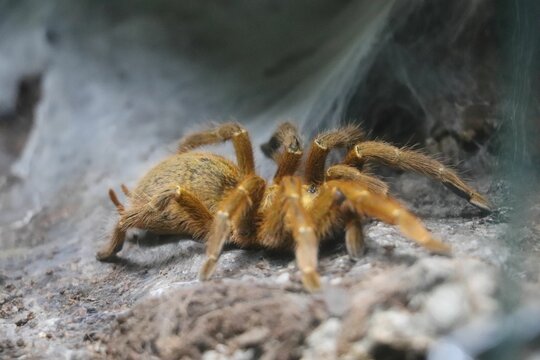 Closeup of a scary tarantula spider on a rock