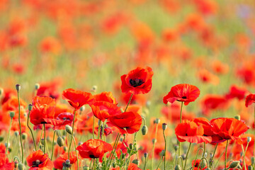 field of red poppies