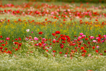 poppies in the field