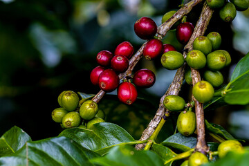 Red and green organic arabica coffee beans on a branch in a coffee plantation. Green coffee beans berry plant fresh coffee grow in organic farm waiting to be ripening and harvested for the coffee. - obrazy, fototapety, plakaty