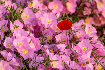 pink flowers in the garden