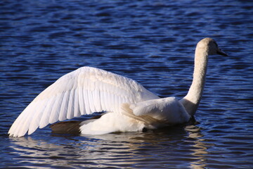 Schwan