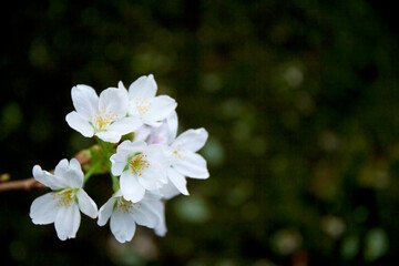 満開の桜の小枝アップ
