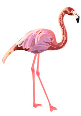 Pink flamingo, hand drawn, isolated png
