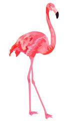 Pink flamingo, hand drawn, isolated png