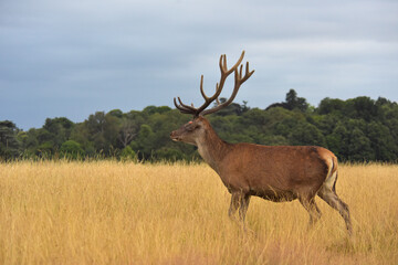 Red deer (Cervus elaphus) in Windsor Great Park 
